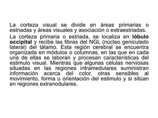 La corteza visual se divide en áreas primarias o
estriadas y áreas visuales y asociación o extraestriadas.
La corteza primaria o estriada, se localiza en lóbulo
occipital y recibe las fibras del NGL (núcleo geniculado
lateral) del tálamo. Esta región cerebral se encuentra
organizada en módulos o columnas, en las que en cada
una de ellas se laboran y procesan características del
estimulo visual. Mientras que algunas células nerviosas
situadas en las regiones intramedulares suministran
información acerca del color, otras sensibles al
movimiento, forma u orientación del estimulo y si sitúan
en regiones extranodulares.
 