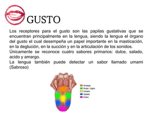 GUSTO
Los receptores para el gusto son las papilas gustativas que se
encuentran principalmente en la lengua, siendo la lengua el órgano
del gusto el cual desempeña un papel importante en la masticación,
en la deglución, en la succión y en la articulación de los sonidos.
Únicamente se reconoce cuatro sabores primarios: dulce, salado,
acido y amargo.
La lengua también puede detectar un sabor llamado umami
(Sabroso)
 