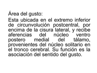 Área del gusto:
Esta ubicada en el extremo inferior
de circunvolución postcentral, por
encima de la cisura lateral, y recibe
aferencias del núcleo ventro
postero medial del tálamo,
provenientes del núcleo solitario en
el tronco cerebral. Su función es la
asociación del sentido del gusto.
 