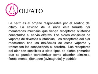 OLFATO
La nariz es el órgano responsable por el sentido del
olfato. La cavidad de la nariz esta forrada por
membranas mucosas que tienen receptores olfatorios
conectados al nervio olfativo. Los olores consisten de
vapores de diversas sustancias. Los receptores del olor
reaccionan con las moléculas de estos vapores y
transmiten las sensaciones al cerebro. Los receptores
del olor son sensibles a siete tipos de olores primarios
que se pueden caracterizar como alcanfor, almizcle,
flores, menta, éter, acre (avinagrado) y podrido
 