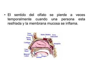 • El sentido del olfato se pierde a veces
temporalmente cuando una persona esta
resfriada y la membrana mucosa se inflama.
 