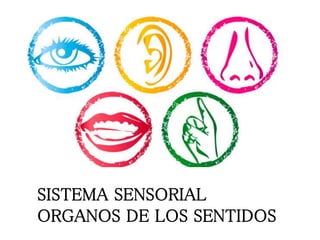 SISTEMA SENSORIAL
ORGANOS DE LOS SENTIDOS
 
