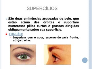 SUPERCÍLIOS
 São duas eminências arqueadas de pele, que
estão acima das órbitas e suportam
numerosos pêlos curtos e grossos dirigidos
obliquamente sobre sua superfície.
 FUNÇÃO:
– Impedem que o suor, escorrendo pela fronte,
atinja o olho.
 