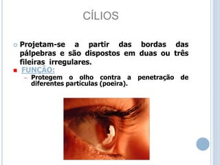 CÍLIOS
 Projetam-se a partir das bordas das
pálpebras e são dispostos em duas ou três
fileiras irregulares.
 FUNÇÃO:
– Protegem o olho contra a penetração de
diferentes partículas (poeira).
 