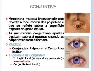 CONJUNTIVA
 Membrana mucosa transparente que
reveste a face interna das pálpebras e
que se reflete sobre a superfície
exposta do globo ocular.
 As membranas conjuntivas apostas
deslizam sobre si mesmas quando as
pálpebras abrem e fecham.
 PARTES:
 Conjuntiva Palpebral e Conjuntiva
Bulbar
 Hiperemia da Conjuntiva
– Irritação local (fumaça, cloro, poeira, etc.) -
avermelhada
– Conjuntivite (infecção)
 
