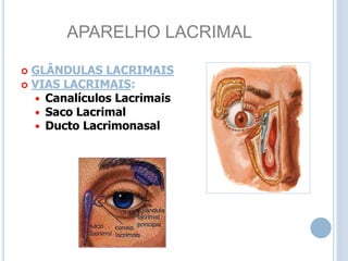 APARELHO LACRIMAL
 GLÂNDULAS LACRIMAIS
 VIAS LACRIMAIS:
 Canalículos Lacrimais
 Saco Lacrimal
 Ducto Lacrimonasal
 