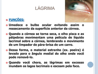 LÁGRIMA
 FUNÇÕES:
 Umedece o bulbo ocular evitando assim o
ressecamento da superfície anterior da córnea.
 Quando a córnea se torna seca, o olho pisca e as
pálpebras movimentam uma película de líquido
lacrimal sobre a córnea, lembrando o movimento
de um limpador de pára-brisa de um carro.
 Dessa forma, o material estranho (ex. poeira) é
levado para o ângulo medial do olho onde você
pode removê-lo.
 Quando você chora, as lágrimas em excesso
inundam os lagos lacrimais e escoam pela face.
 