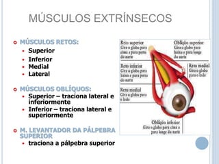 MÚSCULOS EXTRÍNSECOS
 MÚSCULOS RETOS:
 Superior
 Inferior
 Medial
 Lateral
 MÚSCULOS OBLÍQUOS:
 Superior – traciona lateral e
inferiormente
 Inferior – traciona lateral e
superiormente
 M. LEVANTADOR DA PÁLPEBRA
SUPERIOR
 traciona a pálpebra superior
 