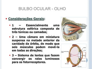 BULBO OCULAR - OLHO
 Considerações Gerais:
 1 – Essencialmente uma
estrutura esférica composta de
três túnicas ou camadas;
 2 – Uma câmara em miniatura
suspensa na metade anterior da
cavidade da órbita, de modo que
seis músculos podem movê-la
em todas as direções;
 3 – Sistema de lentes que fazem
convergir os raios luminosos
para os fotorreceptores.
 