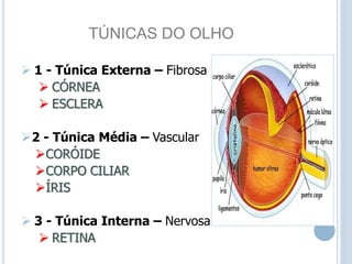 TÚNICAS DO OLHO
 1 - Túnica Externa – Fibrosa
 CÓRNEA
 ESCLERA
2 - Túnica Média – Vascular
CORÓIDE
CORPO CILIAR
ÍRIS
 3 - Túnica Interna – Nervosa
 RETINA
 