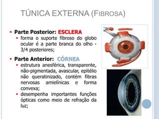 TÚNICA EXTERNA (FIBROSA)
 Parte Posterior: ESCLERA
 forma o suporte fibroso do globo
ocular é a parte branca do olho -
3/4 posteriores;
 Parte Anterior: CÓRNEA
 estrutura anesférica, transparente,
não-pigmentada, avascular, epitélio
não queratinizado, contém fibras
nervosas amielínicas e forma
convexa;
 desempenha importantes funções
ópticas como meio de refração da
luz;
 