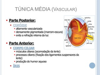 TÚNICA MÉDIA (VASCULAR)
 Parte Posterior:
 CORÓIDE
 altamente vascularizada
 densamente pigmentada (marrom-escura)
 evita a refração interna da luz
 Parte Anterior:
 CORPO CILIAR
 músculos ciliares (acomodação da lente)
 processos ciliares (fixação dos ligamentos suspensores da
lente)
 produção do humor aquoso
 ÍRIS
 