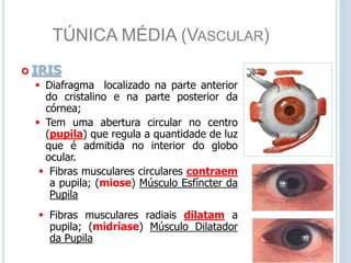 TÚNICA MÉDIA (VASCULAR)
 IRIS
 Diafragma localizado na parte anterior
do cristalino e na parte posterior da
córnea;
 Tem uma abertura circular no centro
(pupila) que regula a quantidade de luz
que é admitida no interior do globo
ocular.
 Fibras musculares circulares contraem
a pupila; (miose) Músculo Esfíncter da
Pupila
 Fibras musculares radiais dilatam a
pupila; (midríase) Músculo Dilatador
da Pupila
 