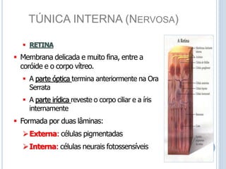 TÚNICA INTERNA (NERVOSA)
 RETINA
 Membrana delicada e muito fina, entre a
coróide e o corpo vítreo.
 A parte óptica termina anteriormente na Ora
Serrata
 A parte irídica reveste o corpo ciliar e a íris
internamente
 Formada por duas lâminas:
Externa: células pigmentadas
Interna: células neurais fotossensíveis
 