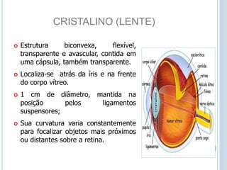 CRISTALINO (LENTE)
 Estrutura biconvexa, flexível,
transparente e avascular, contida em
uma cápsula, também transparente.
 Localiza-se atrás da íris e na frente
do corpo vítreo.
 1 cm de diâmetro, mantida na
posição pelos ligamentos
suspensores;
 Sua curvatura varia constantemente
para focalizar objetos mais próximos
ou distantes sobre a retina.
 