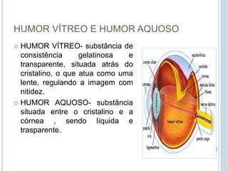 HUMOR VÍTREO E HUMOR AQUOSO
 HUMOR VÍTREO- substância de
consistência gelatinosa e
transparente, situada atrás do
cristalino, o que atua como uma
lente, regulando a imagem com
nitidez.
 HUMOR AQUOSO- substância
situada entre o cristalino e a
córnea , sendo líquida e
trasparente.
 