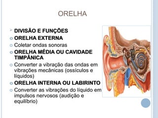 ORELHA
 DIVISÃO E FUNÇÕES
 ORELHA EXTERNA
 Coletar ondas sonoras
 ORELHA MÉDIA OU CAVIDADE
TIMPÂNICA
 Converter a vibração das ondas em
vibrações mecânicas (ossículos e
líquidos)
 ORELHA INTERNA OU LABIRINTO
 Converter as vibrações do líquido em
impulsos nervosos (audição e
equilíbrio)
 