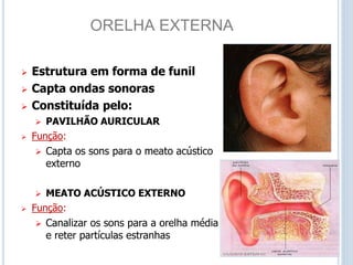 ORELHA EXTERNA
 Estrutura em forma de funil
 Capta ondas sonoras
 Constituída pelo:
 PAVILHÃO AURICULAR
 Função:
 Capta os sons para o meato acústico
externo
 MEATO ACÚSTICO EXTERNO
 Função:
 Canalizar os sons para a orelha média
e reter partículas estranhas
 