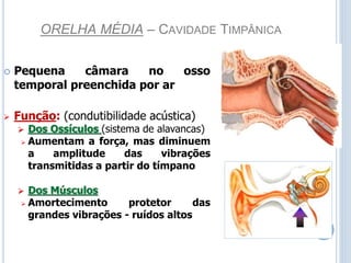 ORELHA MÉDIA – CAVIDADE TIMPÂNICA
 Pequena câmara no osso
temporal preenchida por ar
 Função: (condutibilidade acústica)
 Dos Ossículos (sistema de alavancas)
 Aumentam a força, mas diminuem
a amplitude das vibrações
transmitidas a partir do tímpano
 Dos Músculos
 Amortecimento protetor das
grandes vibrações - ruídos altos
 