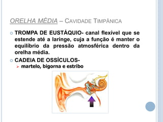 ORELHA MÉDIA – CAVIDADE TIMPÂNICA
 TROMPA DE EUSTÁQUIO- canal flexível que se
estende até a laringe, cuja a função é manter o
equilíbrio da pressão atmosférica dentro da
orelha média.
 CADEIA DE OSSÍCULOS-
 martelo, bigorna e estribo
 