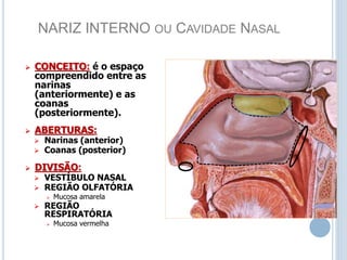 NARIZ INTERNO OU CAVIDADE NASAL
 CONCEITO: é o espaço
compreendido entre as
narinas
(anteriormente) e as
coanas
(posteriormente).
 ABERTURAS:
 Narinas (anterior)
 Coanas (posterior)
 DIVISÃO:
 VESTÍBULO NASAL
 REGIÃO OLFATÓRIA
 Mucosa amarela
 REGIÃO
RESPIRATÓRIA
 Mucosa vermelha
 