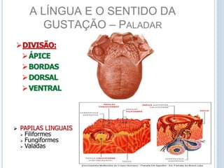 A LÍNGUA E O SENTIDO DA
GUSTAÇÃO – PALADAR
DIVISÃO:
ÁPICE
BORDAS
DORSAL
VENTRAL
 PAPILAS LINGUAIS
 Filiformes
 Fungiformes
 Valadas
 