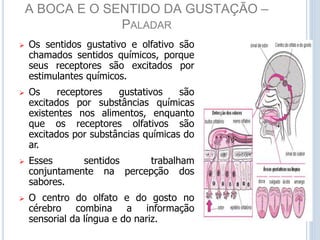 A BOCA E O SENTIDO DA GUSTAÇÃO –
PALADAR
 Os sentidos gustativo e olfativo são
chamados sentidos químicos, porque
seus receptores são excitados por
estimulantes químicos.
 Os receptores gustativos são
excitados por substâncias químicas
existentes nos alimentos, enquanto
que os receptores olfativos são
excitados por substâncias químicas do
ar.
 Esses sentidos trabalham
conjuntamente na percepção dos
sabores.
 O centro do olfato e do gosto no
cérebro combina a informação
sensorial da língua e do nariz.
 