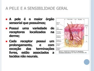 A PELE E A SENSIBILIDADE GERAL
 A pele é o maior órgão
sensorial que possuímos;
 Possui uma variedade de
receptores localizados na
derme;
 Cada receptor possui um
prolongamento, e com
exceção das terminações
livres, estão associados a
tecidos não neurais.
 