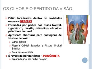 OS OLHOS E O SENTIDO DA VISÃO
 Estão localizados dentro de cavidades
ósseas – ÓRBITAS
 Formadas por partes dos ossos frontal,
zigomático, maxila, esfenóide, etmóide,
palatino e lacrimal
 Apresenta aberturas para passagens de
vasos e nervos:
 Canal óptico
 Fissura Orbital Superior e Fissura Orbital
Inferior
 Forames etmoidais
 É revestida por periósteo - PERIÓRBITA
 Bainha fascial do bulbo do olho
 