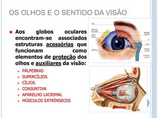 OS OLHOS E O SENTIDO DA VISÃO
 Aos globos oculares
encontram-se associados
estruturas acessórias que
funcionam como
elementos de proteção dos
olhos e auxiliares da visão:
 PÁLPEBRAS
 SUPERCÍLIOS
 CÍLIOS
 CONJUNTIVA
 APARELHO LACRIMAL
 MÚSCULOS EXTRÍNSECOS
 