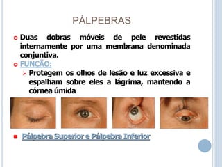 PÁLPEBRAS
 Duas dobras móveis de pele revestidas
internamente por uma membrana denominada
conjuntiva.
 FUNÇÃO:
 Protegem os olhos de lesão e luz excessiva e
espalham sobre eles a lágrima, mantendo a
córnea úmida
 Pálpebra Superior e Pálpebra Inferior
 