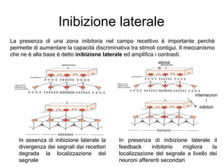 sistema-sensoriale-ppt