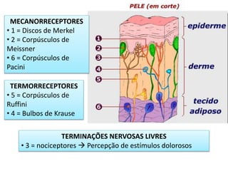 MECANORRECEPTORES
• 1 = Discos de Merkel
• 2 = Corpúsculos de
Meissner
• 6 = Corpúsculos de
Pacini
TERMORRECEPTORES
• 5 = Corpúsculos de
Ruffini
• 4 = Bulbos de Krause
TERMINAÇÕES NERVOSAS LIVRES
• 3 = nociceptores  Percepção de estímulos dolorosos
 