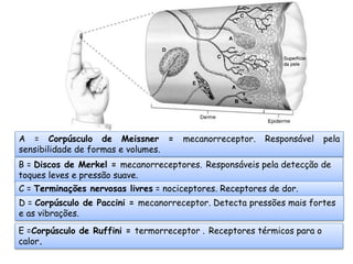 A = Corpúsculo de Meissner = mecanorreceptor. Responsável pela
sensibilidade de formas e volumes.
B = Discos de Merkel = mecanorreceptores. Responsáveis pela detecção de
toques leves e pressão suave.
C = Terminações nervosas livres = nociceptores. Receptores de dor.
E =Corpúsculo de Ruffini = termorreceptor . Receptores térmicos para o
calor.
D = Corpúsculo de Paccini = mecanorreceptor. Detecta pressões mais fortes
e as vibrações.
 
