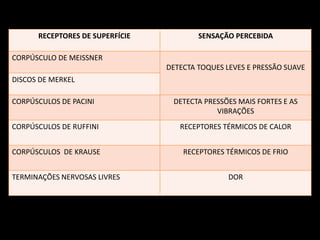 RECEPTORES DE SUPERFÍCIE SENSAÇÃO PERCEBIDA
CORPÚSCULO DE MEISSNER
DETECTA TOQUES LEVES E PRESSÃO SUAVE
DISCOS DE MERKEL
CORPÚSCULOS DE PACINI DETECTA PRESSÕES MAIS FORTES E AS
VIBRAÇÕES
CORPÚSCULOS DE RUFFINI RECEPTORES TÉRMICOS DE CALOR
CORPÚSCULOS DE KRAUSE RECEPTORES TÉRMICOS DE FRIO
TERMINAÇÕES NERVOSAS LIVRES DOR
 