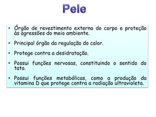 • Órgão de revestimento externo do corpo e proteção
às agressões do meio ambiente.
• Principal órgão da regulação do calor.
• Protege contra a desidratação.
• Possui funções nervosas, constituindo o sentido do
tato.
• Possui funções metabólicas, como a produção da
vitamina D que protege contra a radiação ultravioleta.
 
