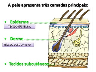 A pele apresenta três camadas principais:
• Epiderme ......................
• Derme ...........................
• Tecidos subcutâneos.....
TECIDO EPITELIAL
TECIDO CONJUNTIVO
 