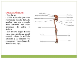 CARACTERÍSTICAS:
- Son duros.
- Están formados por una
substancia blanda llamada
osteína y por una sustancia
dura formada por sales
minerales de calcio y
fósforo.
- Los huesos largos tienen
en su parte media un canal
central relleno de médula
amarilla, y las cabezas son
esponjosas y están llenas de
médula ósea roja.
 