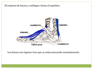 El conjunto de huesos y cartílagos: forma el esqueleto.




  Los huesos son órganos vivos que se están renovando constantemente.
 