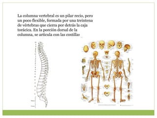 La columna vertebral es un pilar recio, pero
un poco flexible, formada por una treintena
de vértebras que cierra por detrás la caja
torácica. En la porción dorsal de la
columna, se articula con las costillas.
 