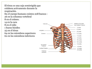 El tórax es una caja semirrigida que
colabora activamente durante la
respiración.
En el cuerpo humano existen 208 huesos :
26 en la columna vertebral
8 en el cráneo.
14 en la cara
8 en el oído
1 hueso hioides
25 en el tórax
64 en los miembros superiores
62 en los miembros inferiores
 