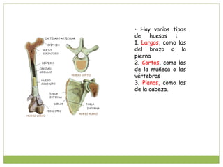 • Hay varios tipos
de    huesos   :
1. Largos, como los
del brazo o la
pierna
2. Cortos, como los
de la muñeca o las
vértebras
3. Planos, como los
de la cabeza.
 