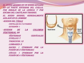 El hueso hioides es un hueso situado
en la parte anterior del cuello,
por debajo de la lengua y por
encima del cartílago tiroides.
El hueso hioides, generalmente
aislado en el hombre
•Huesos del Tórax
Costillas 24 (12 pares)
Esternón: 1
•Huesos de la columna
vertebral 26
Vértebras cervicales
(cuello): 7
Torácicos: 12
Lumbares: 5
Sacro: 1 (formado por la
fusión de 5 vértebras)
Cóccix: 1 (formado por la
fusión de 4 vértebras)
 