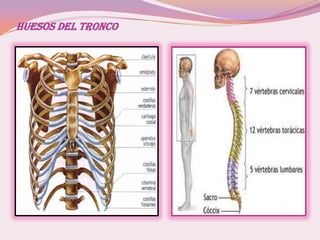 HUESOS DEL TRONCO
 