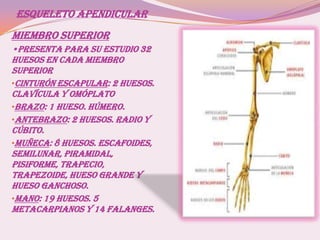 ESQUELETO APENDICULAR
MIEMBRO SUPERIOR
•presenta para su estudio 32
huesos en cada miembro
superior
•Cinturón escapular: 2 huesos.
Clavícula y omóplato
•Brazo: 1 hueso. Húmero.
•Antebrazo: 2 huesos. Radio y
cúbito.
•Muñeca: 8 huesos. Escafoides,
semilunar, piramidal,
pisiforme, trapecio,
trapezoide, hueso grande y
hueso ganchoso.
•Mano: 19 huesos. 5
metacarpianos y 14 falanges.
 