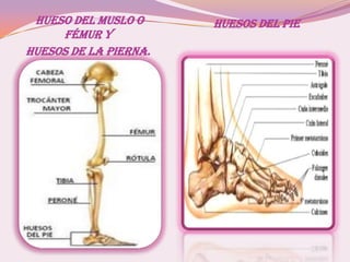 HUESO DEL MUSLO O
FÉMUR Y
HUESOS DE LA PIERNA.
HUESOS DEL PIE
 