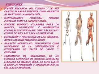 Funciones
 Sostén mecánico: del cuerpo y de sus
partes blandas funciona como armazón
al mantener la morfología.
 Mantenimiento postural: permite
posturas como la bipedestación.
 Soporte dinámico: colabora para la
marcha, locomoción y movimientos
corporales funcionando como palancas y
puntos de anclaje para los músculos.
 Contención y protección: de las vísceras,
ante cualquier presión o golpe
 Almacén metabólico: funcionando como
moderador de la concentración e
intercambio de sales de calcio y
fosfatos
 Transmisión de vibraciones, en la
corteza esponjosa de algunos huesos, se
localiza la médula ósea, la cual lleva
a cabo la formación y diferenciación de
células sanguíneas.
 