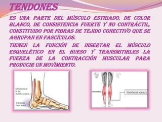 TENDONES
ES UNA PARTE DEL MÚSCULO ESTRIADO, DE COLOR
BLANCO, DE CONSISTENCIA FUERTE Y NO CONTRÁCTIL,
CONSTITUIDO POR FIBRAS DE TEJIDO CONECTIVO QUE SE
AGRUPAN EN FASCÍCULOS.
TIENEN LA FUNCIÓN DE INSERTAR EL MÚSCUL0
ESQUELÉTICO EN EL HUESO Y TRANSMITIRLES LA
FUERZA DE LA CONTRACCIÓN MUSCULAR PARA
PRODUCIR UN MOVIMIENTO.
 