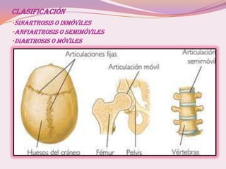 CLASIFICACIÓN
•SINARTROSIS O INMÓVILES
•ANFIARTROSIS O SEMIMÓVILES
•DIARTROSIS O MÓVILES
 