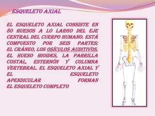 ESQUELETO AXIAL
El esqueleto axial consiste en
80 huesos a lo largo del eje
central del cuerpo humano. Está
compuesto por seis partes;
el cráneo, los osículos auditivos,
el hueso hioides, la parrilla
costal, esternón y columna
vertebral. El esqueleto axial y
el esqueleto
apendicular forman
el esqueleto completo
 
